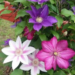 Meet your Posher, Debbie